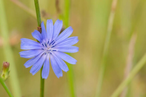 Blue summer flowers bloom in a green field surrounded by grass and stems