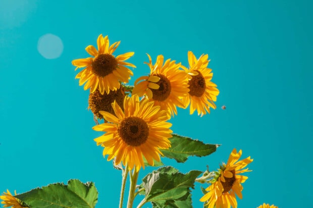 Bright summer flowers with green leaves against a clear blue sky
