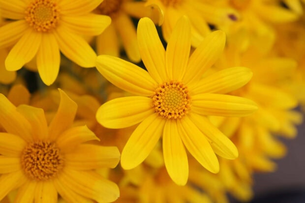 Bright yellow summer flowers blooming in a close-up view