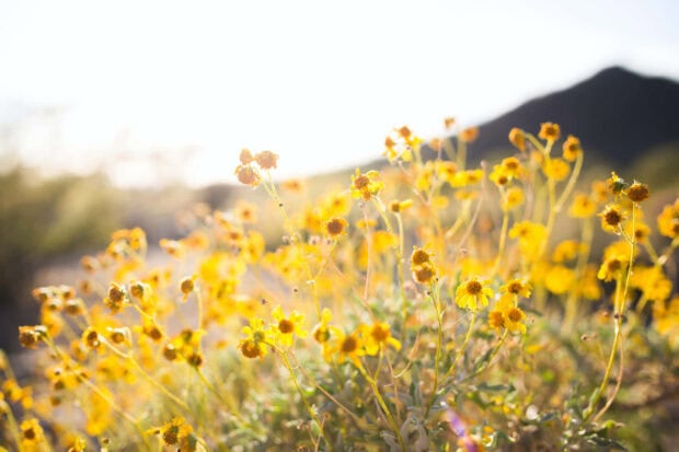 Bright yellow summer flowers blooming in a sunny field with a blurred mountain background