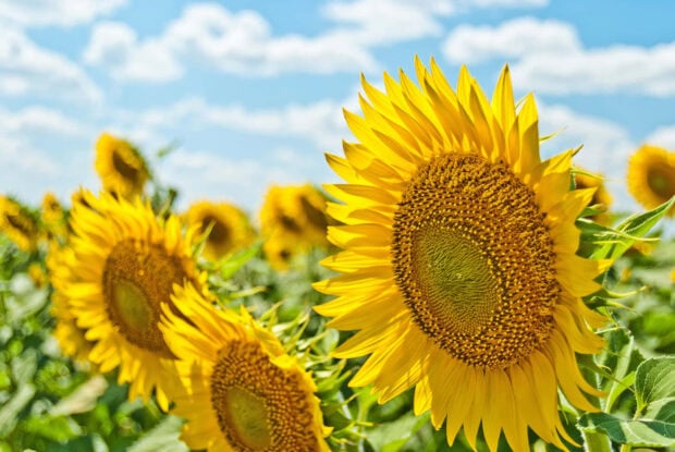 Bright yellow sunflowers blooming under a clear blue sky in a summer field