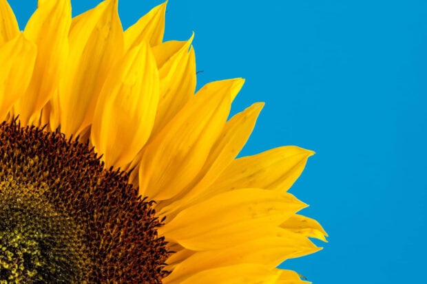 Close up view of a sunflower with bright yellow petals against a blue summer sky