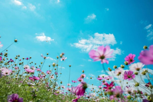 Pink and white summer flowers blooming under a bright blue sky with scattered clouds