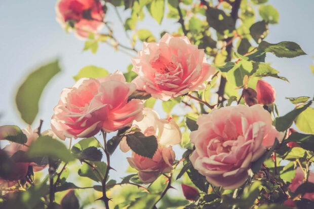 Pink summer flowers blooming amid green leaves under sunlight