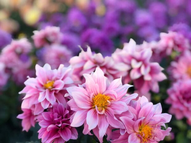 Pink summer flowers blooming brightly in a garden during the warm season