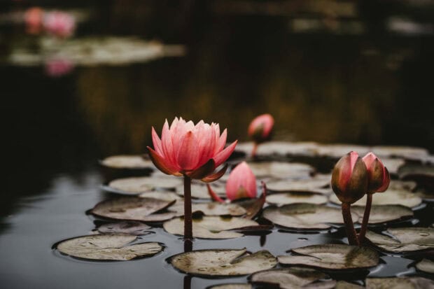 Pink water lilies floating on green lily pads in a summer flowers scene