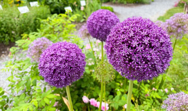 Purple allium flowers blooming in a green summer garden with leafy plants and a gravel path