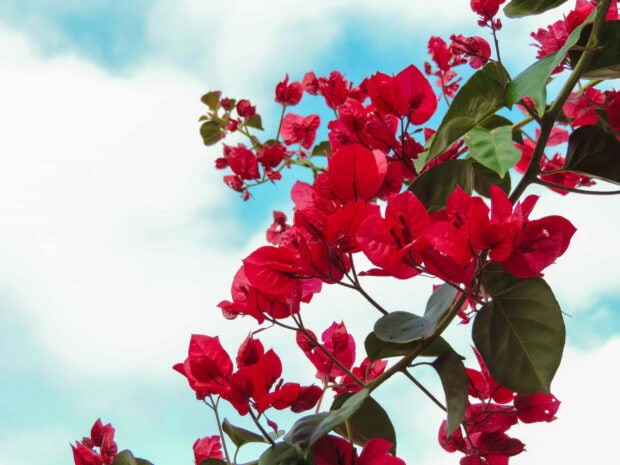 Red summer flowers blooming with green leaves against a bright sky