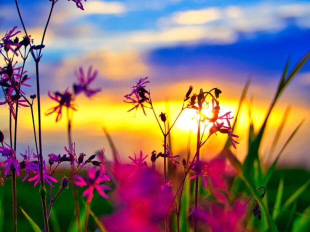 Summer flowers glowing in the sunlight during a vibrant summer sunset