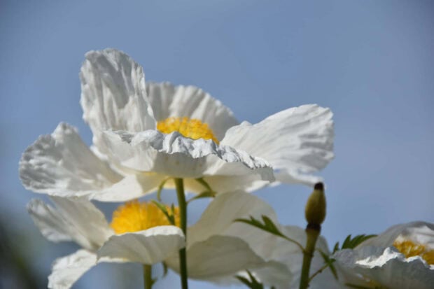 White summer flowers with yellow centers blooming under clear blue sky