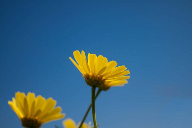 Yellow summer flowers blooming under a clear blue sky in bright sunlight