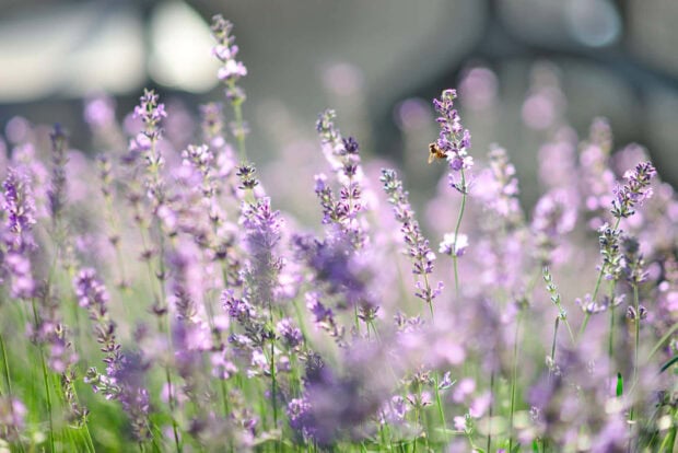A field of lavender flowers blooming in summer with a bee flying nearby