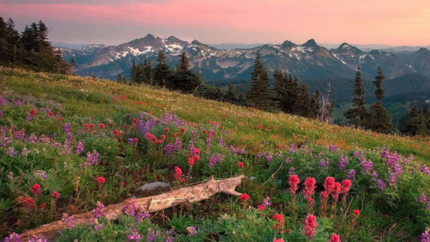 A vibrant field of summer flowers blooming on a mountain hillside under a pink sky