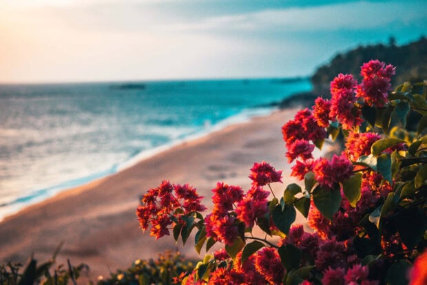 Bright summer flowers blooming near the sandy beach shore