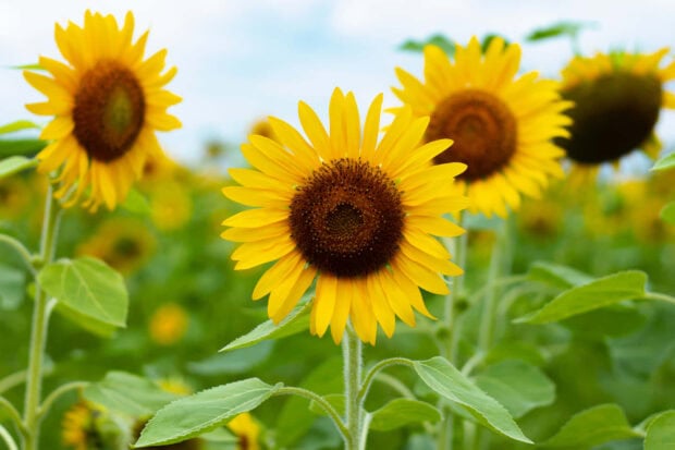 Bright sunflower surrounded by green leaves in a summer field