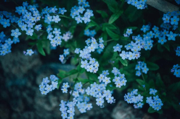 Delicate summer flowers blooming among green leaves in a natural setting