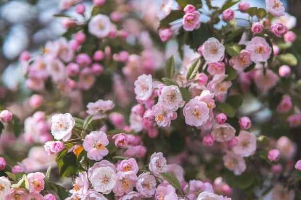 Pink summer flowers blooming on green branches outdoors