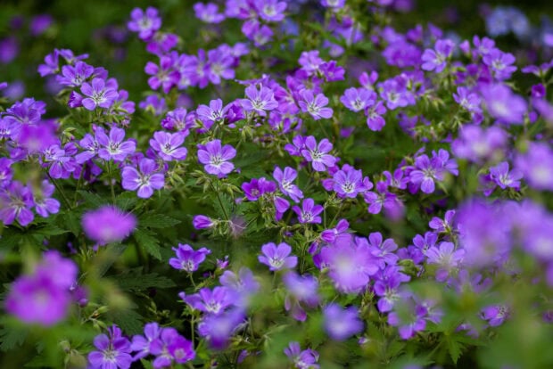 Purple summer flowers blooming in a green garden field