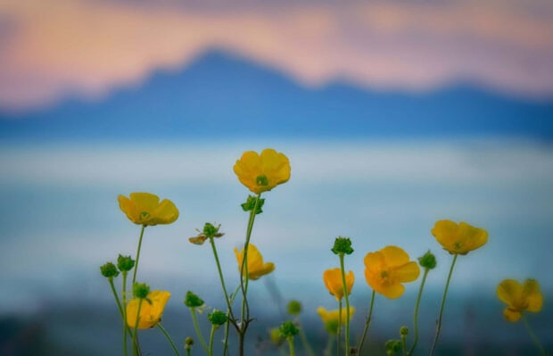 Yellow summer flowers blooming in a field with mountains in the background