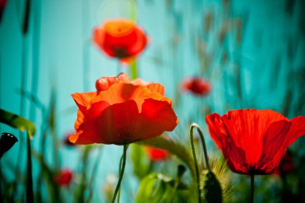 Bright summer flowers blooming with vibrant colors under a clear blue sky