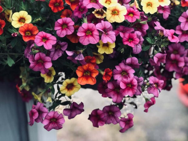 Colorful summer flowers blooming in vibrant shades of pink yellow and orange hanging in a garden