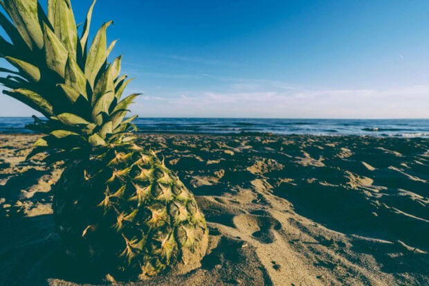 Fresh pineapple on sandy beach with clear blue sky and ocean waves
