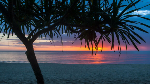 Tropical tree silhouette on beach with summer vibes at sunset