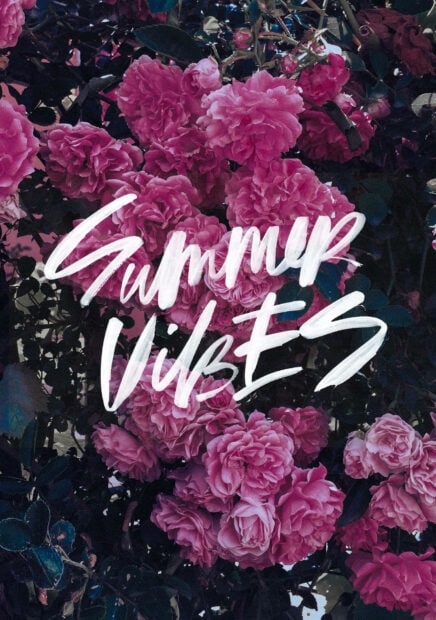 Pink roses in full bloom create a beautiful summer vibes scene