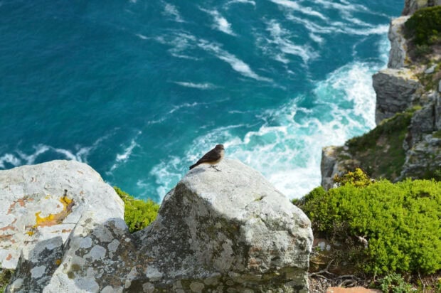 Small bird perched on a rock near the ocean and green shrubbery at the cliff edge