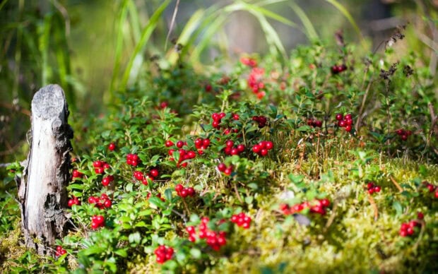 A close up of summer berries growing among green plants and moss in a vibrant natural setting