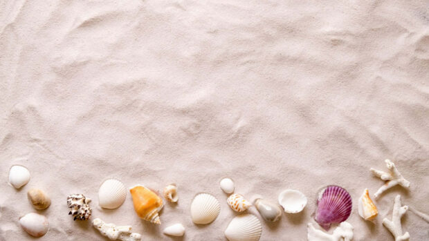 A variety of seashells and coral arranged on smooth sand during summer