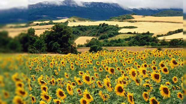 A vast sunflower field under a cloudy sky in a summer landscape