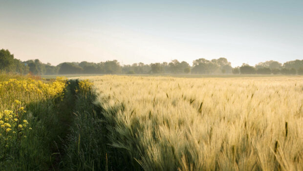Golden wheat field under summer sky with yellow flowers and greenery in the distance