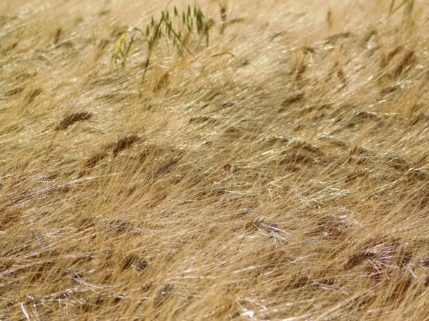 Golden wheat fields swaying under the warm summer sun