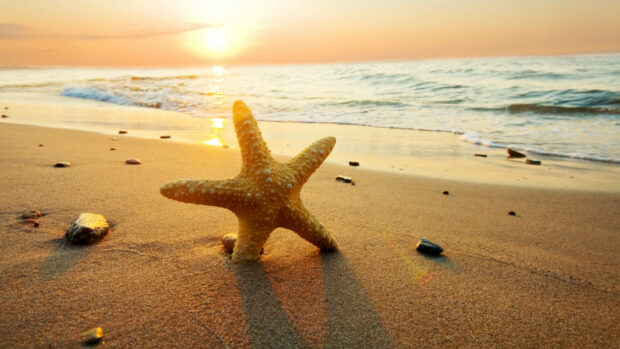 Starfish on the sandy beach during summer sunset with waves in the background