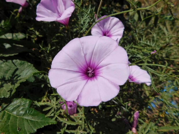 Close up of morning glory flower in summer sunlight