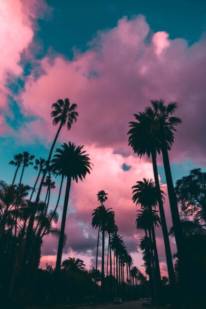 Tall palm trees line a summer sky filled with dramatic pink clouds