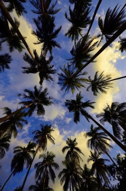 Tall summer palm trees under a cloudy blue sky at dusk