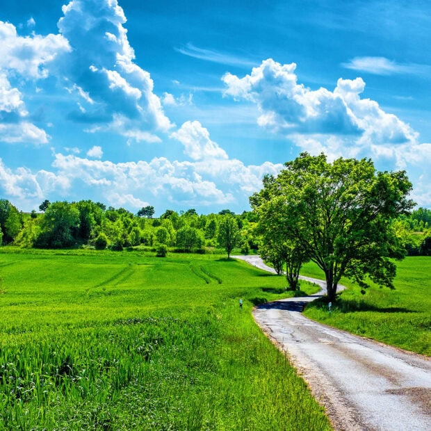 A lush green field with a winding road and a large tree under a clear summer sky