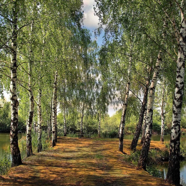 A peaceful summer forest scene with birch trees and a clear sky by the riverbank