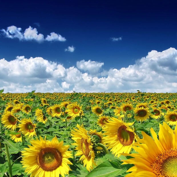 A vibrant sunflower field under a clear blue summer sky with fluffy white clouds