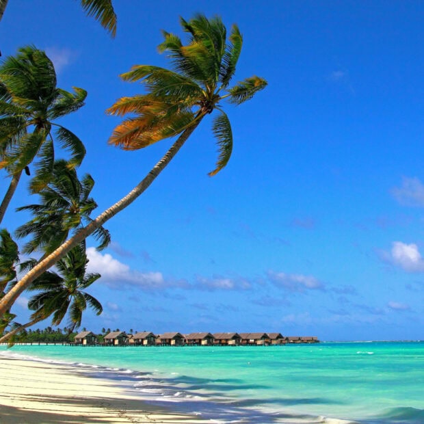 Tropical palm trees on a summer beach with turquoise water and clear sky