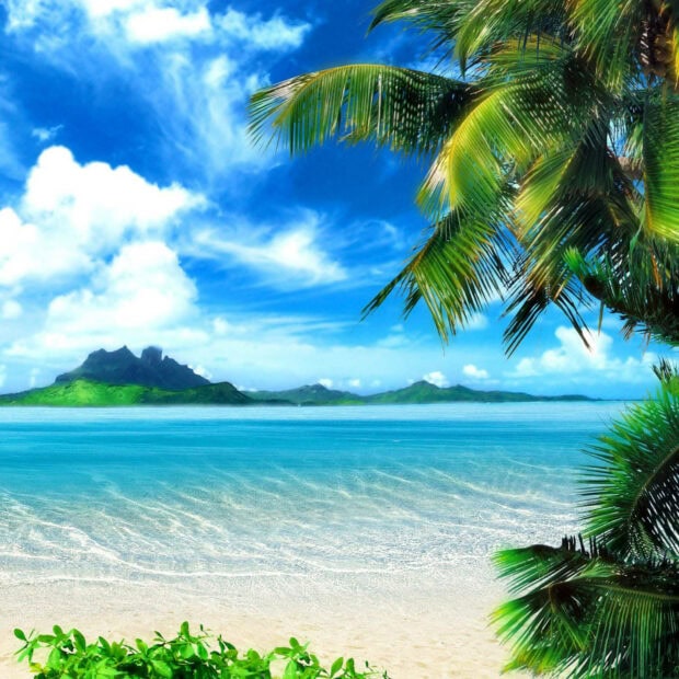 Tropical summer beach with palm trees and clear blue ocean under a sunny sky