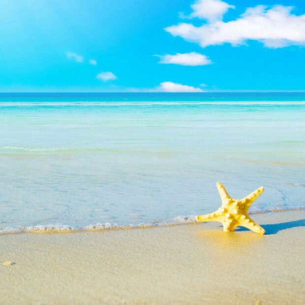 Starfish on the sandy beach with clear summer sky and sea