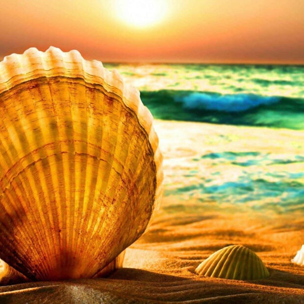 Golden seashell on sandy beach with ocean waves and sunset in summer