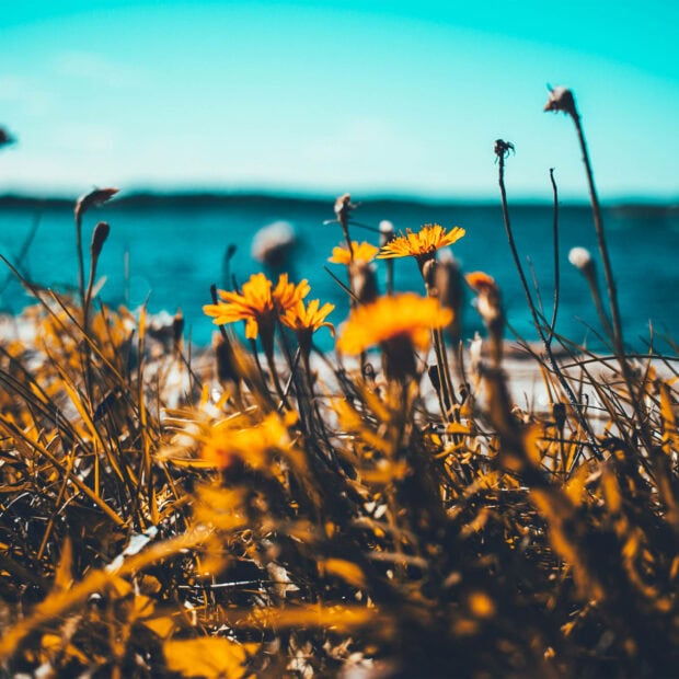 Yellow flowers blooming near the lake during summer season