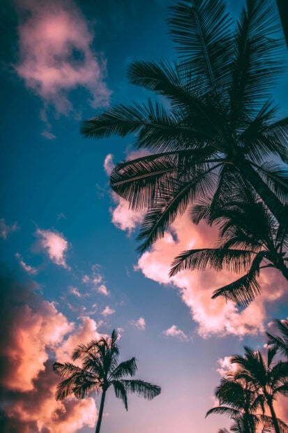 Tropical palm trees under a summer sky with soft pink clouds at dusk