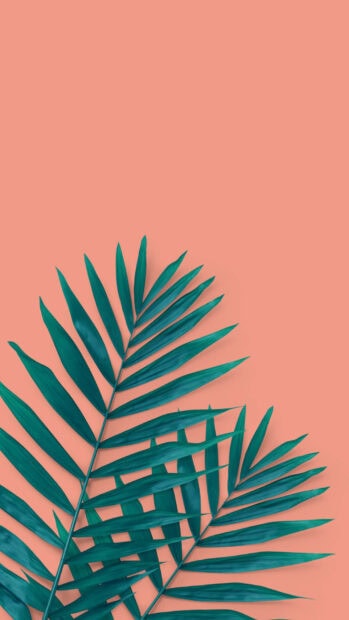 Green palm leaves on a coral background as summer design