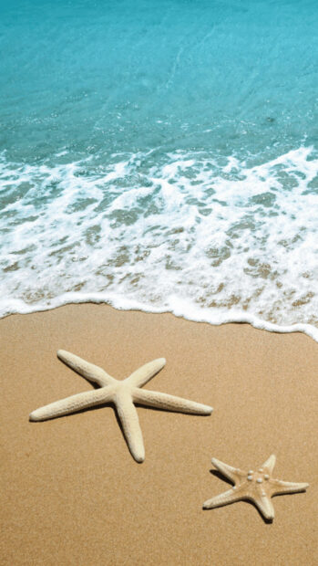Two starfish on sandy beach near clear ocean water in summer