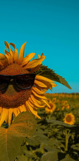 A sunflower wearing sunglasses in a bright summer field under clear blue sky